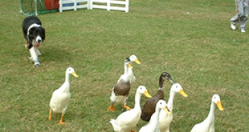 Sheep Dog Handling