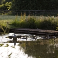 Orchard pond