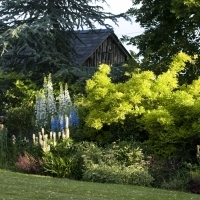 Herbaceous borders